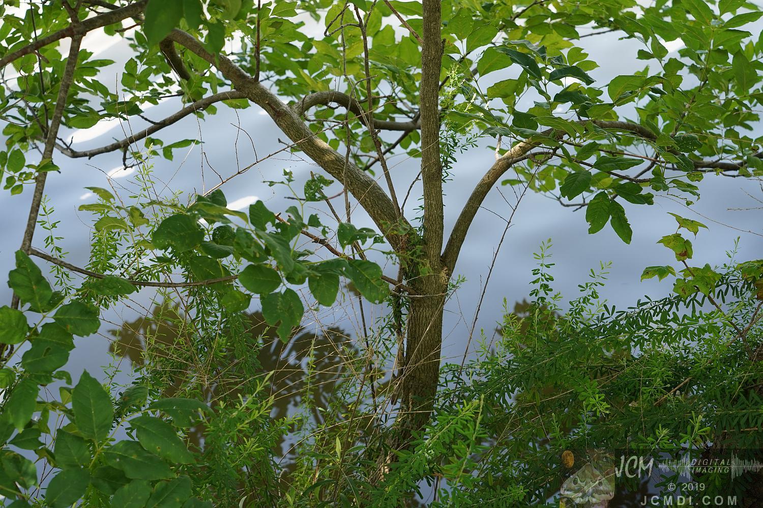 Old Hickory Lake foliage over water
